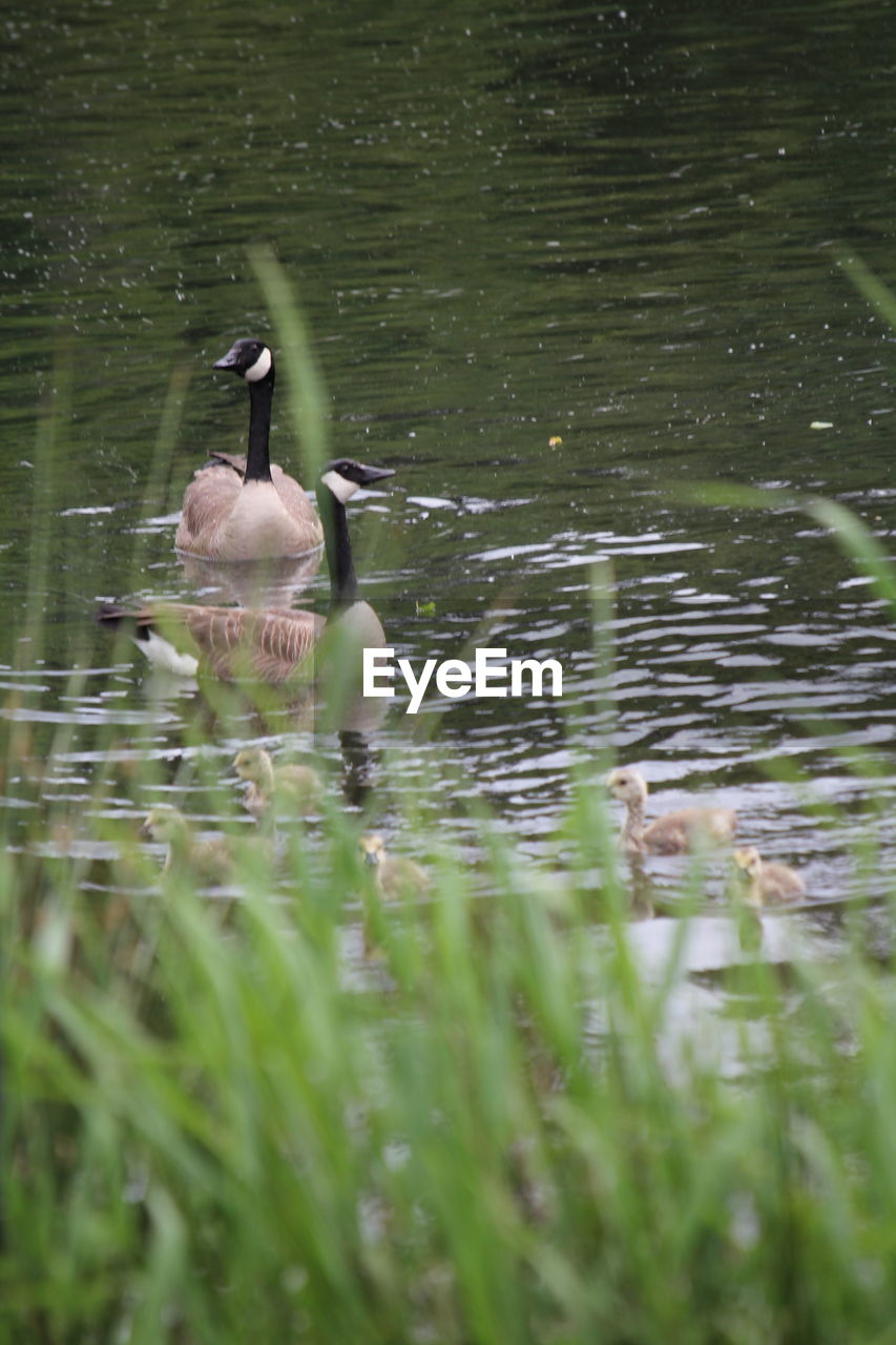 DUCK FLOATING ON LAKE