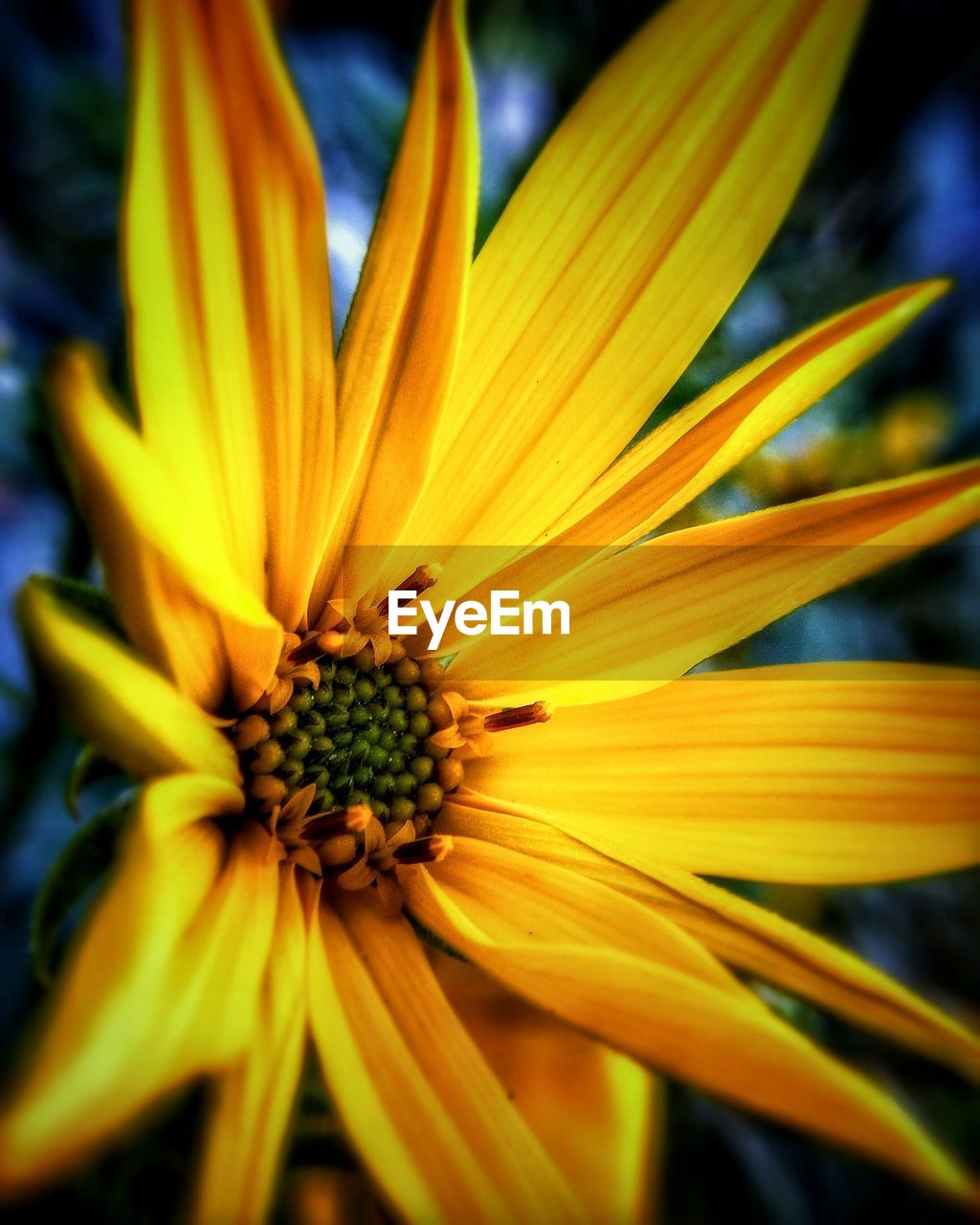 Macro shot of yellow flower