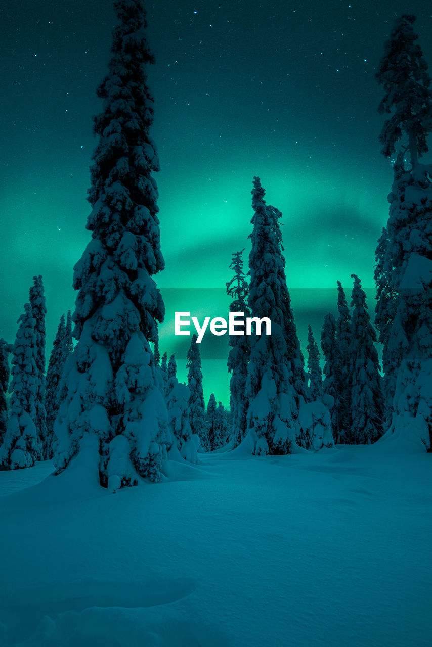 Trees on snow covered landscape against sky at night