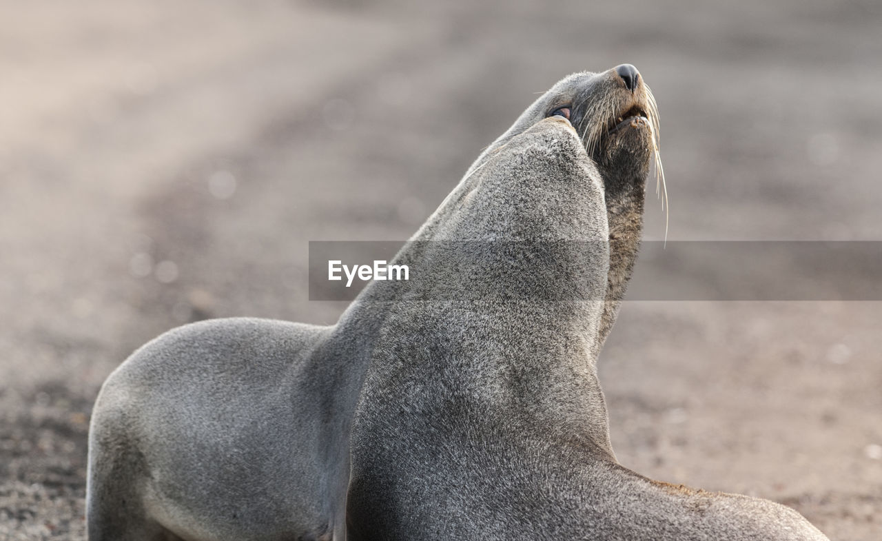 close-up of seal at beach