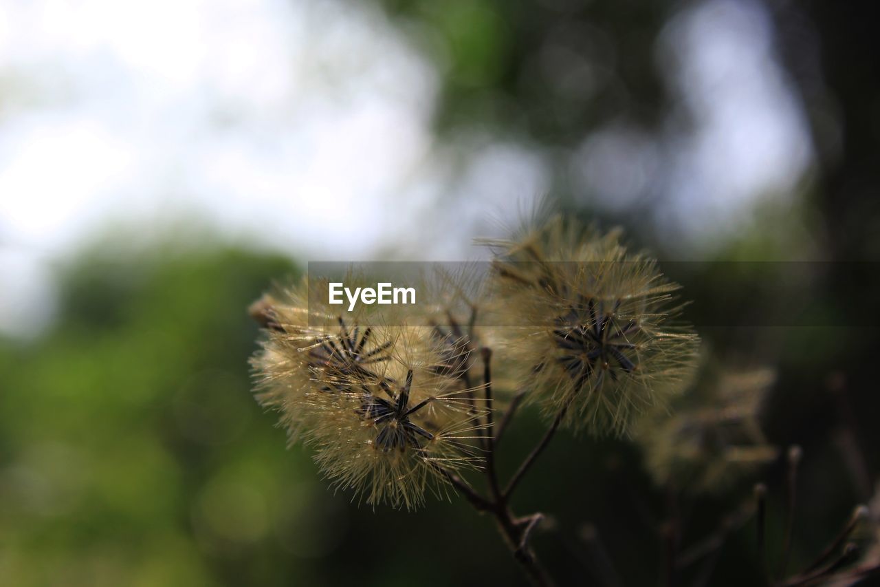 Close-up of wilted plant