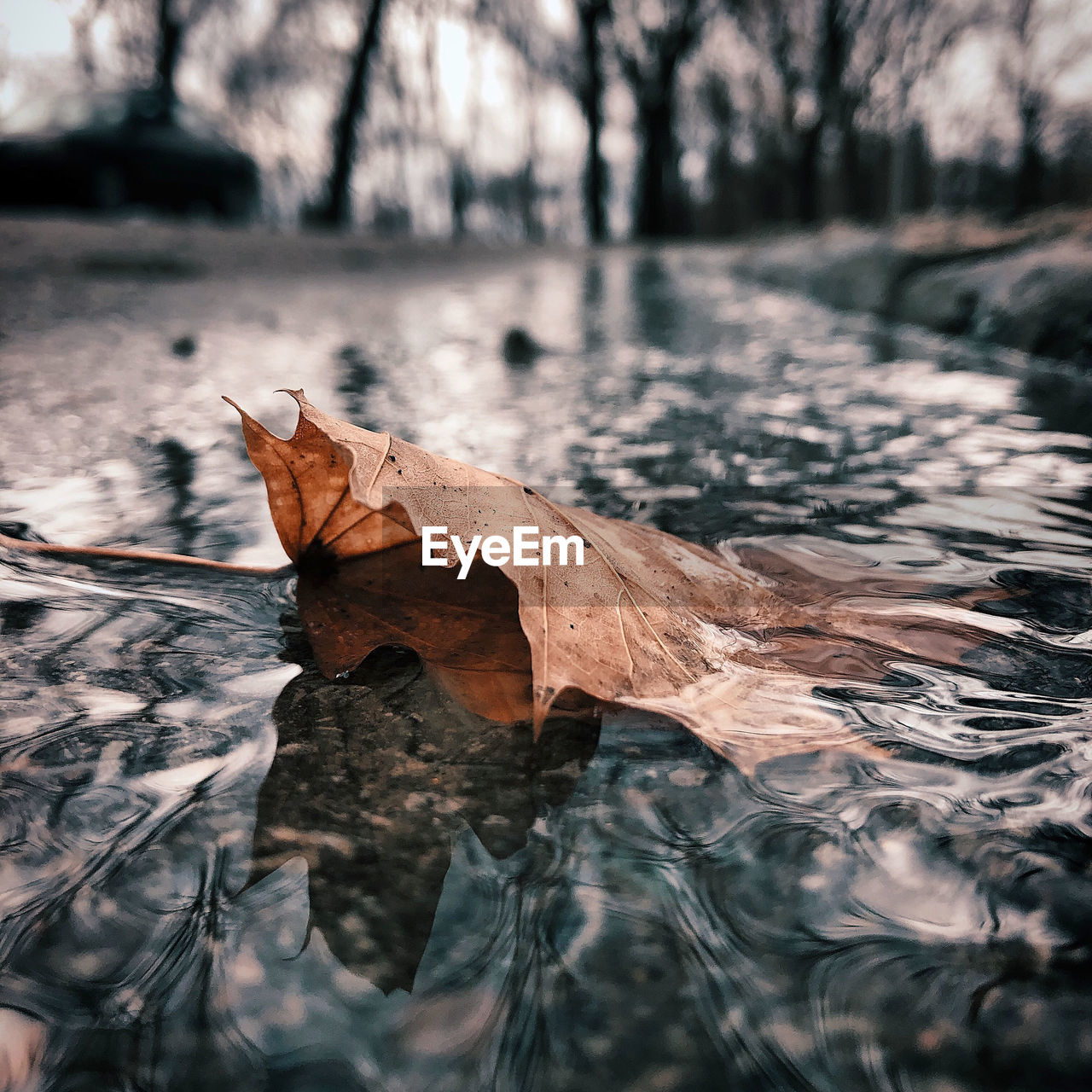 Close-up of dry leaves floating on water