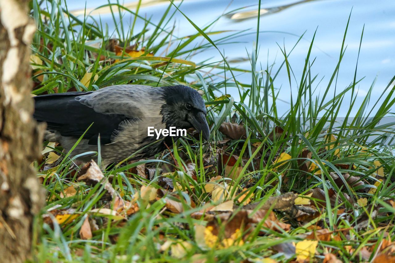 CLOSE-UP OF A BIRD IN A FIELD