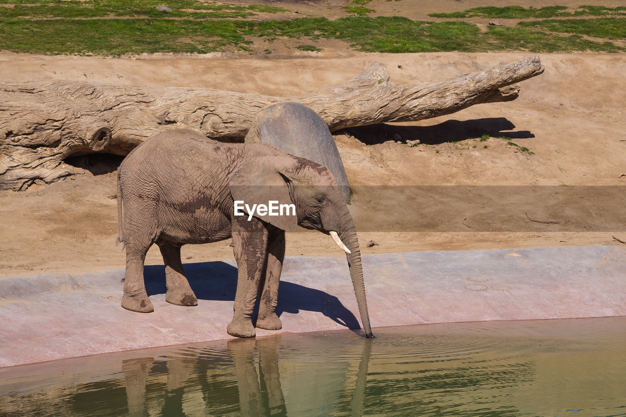 VIEW OF ELEPHANT IN WATER
