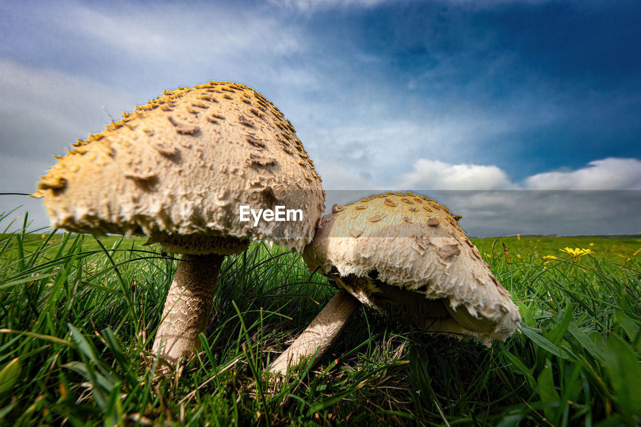 mushrooms growing on field