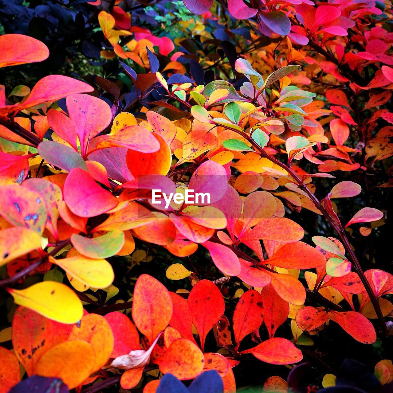 Close-up of maple leaves on plant during autumn