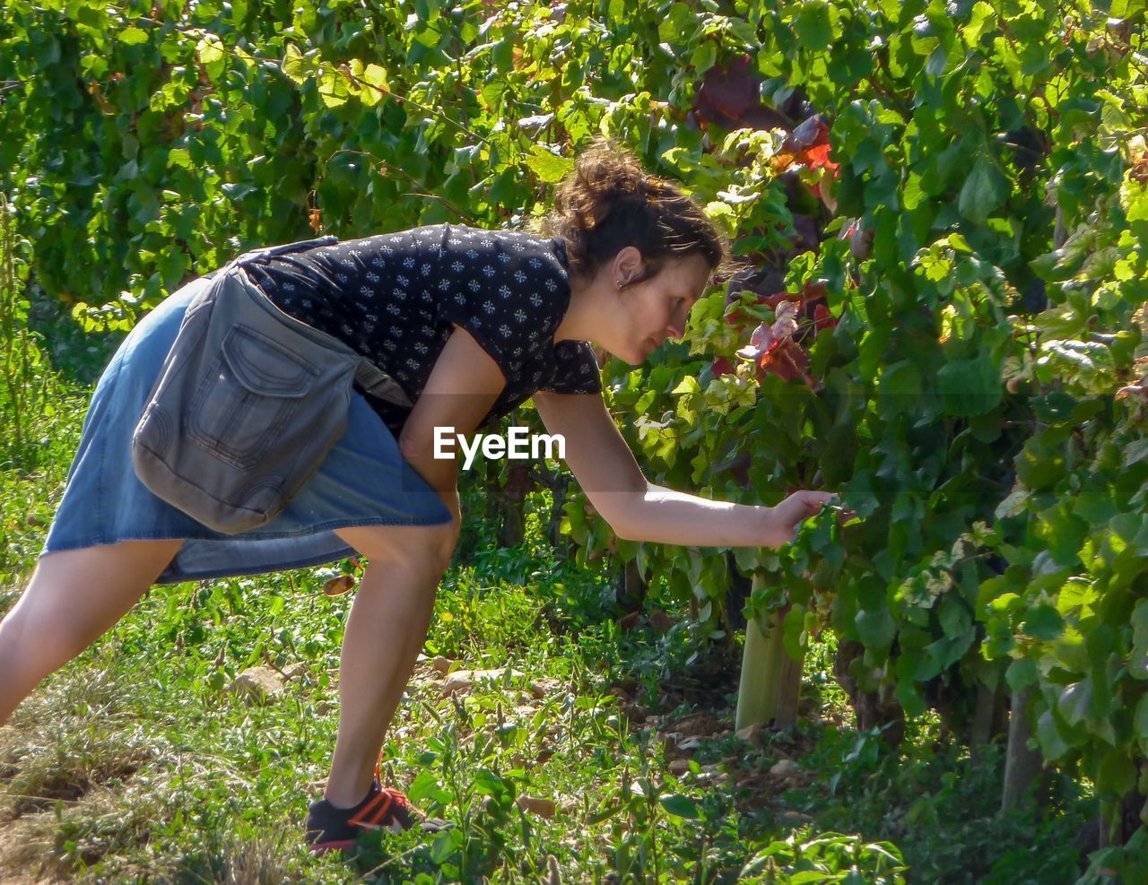 Young woman touching plants in vineyard