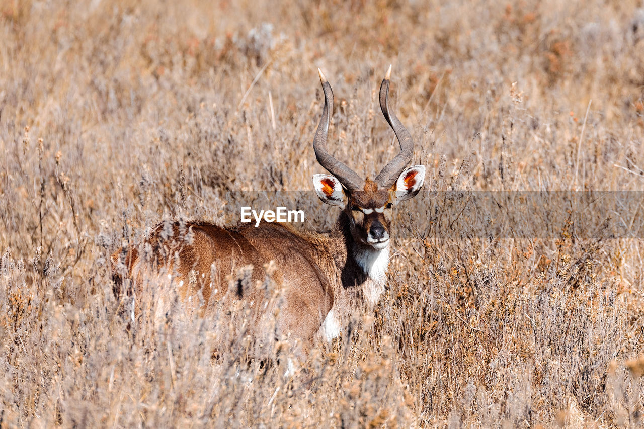 PORTRAIT OF DEER IN A FIELD