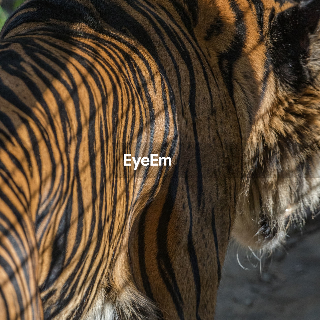 Full frame view of a tiger walking away in a zoo