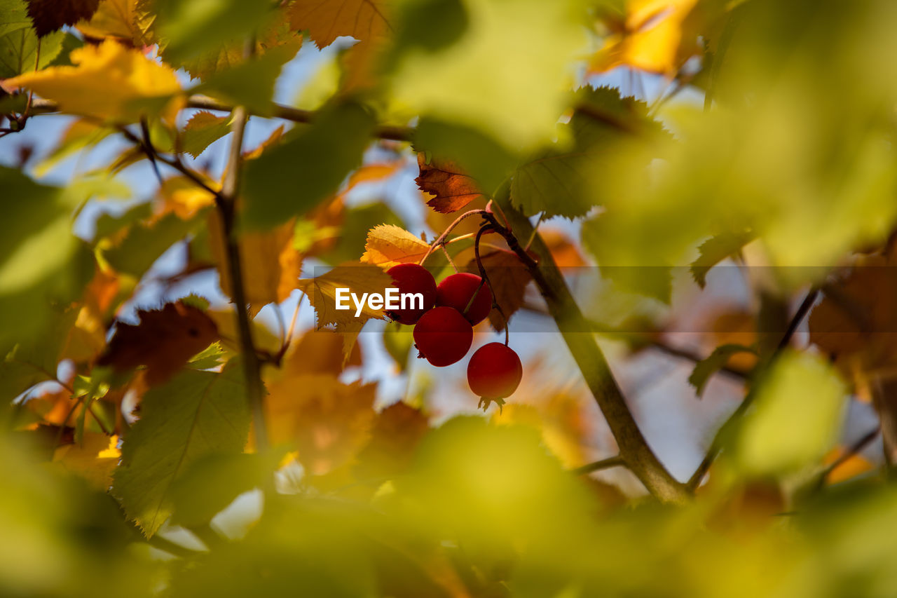 CLOSE-UP OF RED BERRIES ON TREE