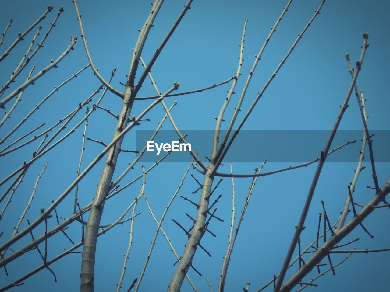 LOW ANGLE VIEW OF TREES AGAINST SKY