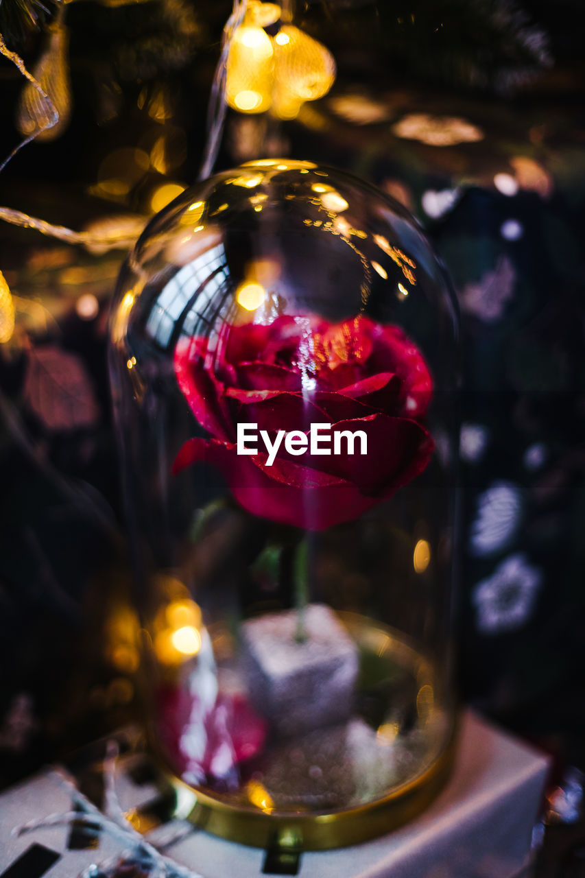 CLOSE-UP OF ILLUMINATED ROSE ON GLASS