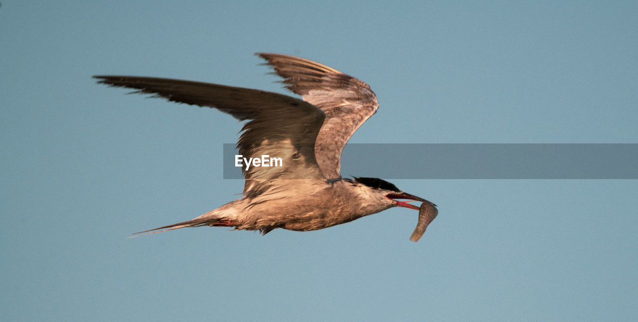 LOW ANGLE VIEW OF BIRD FLYING