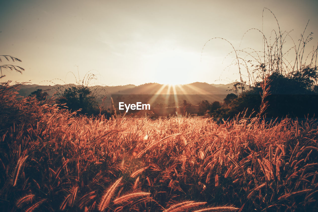 PLANTS ON FIELD AGAINST BRIGHT SUN