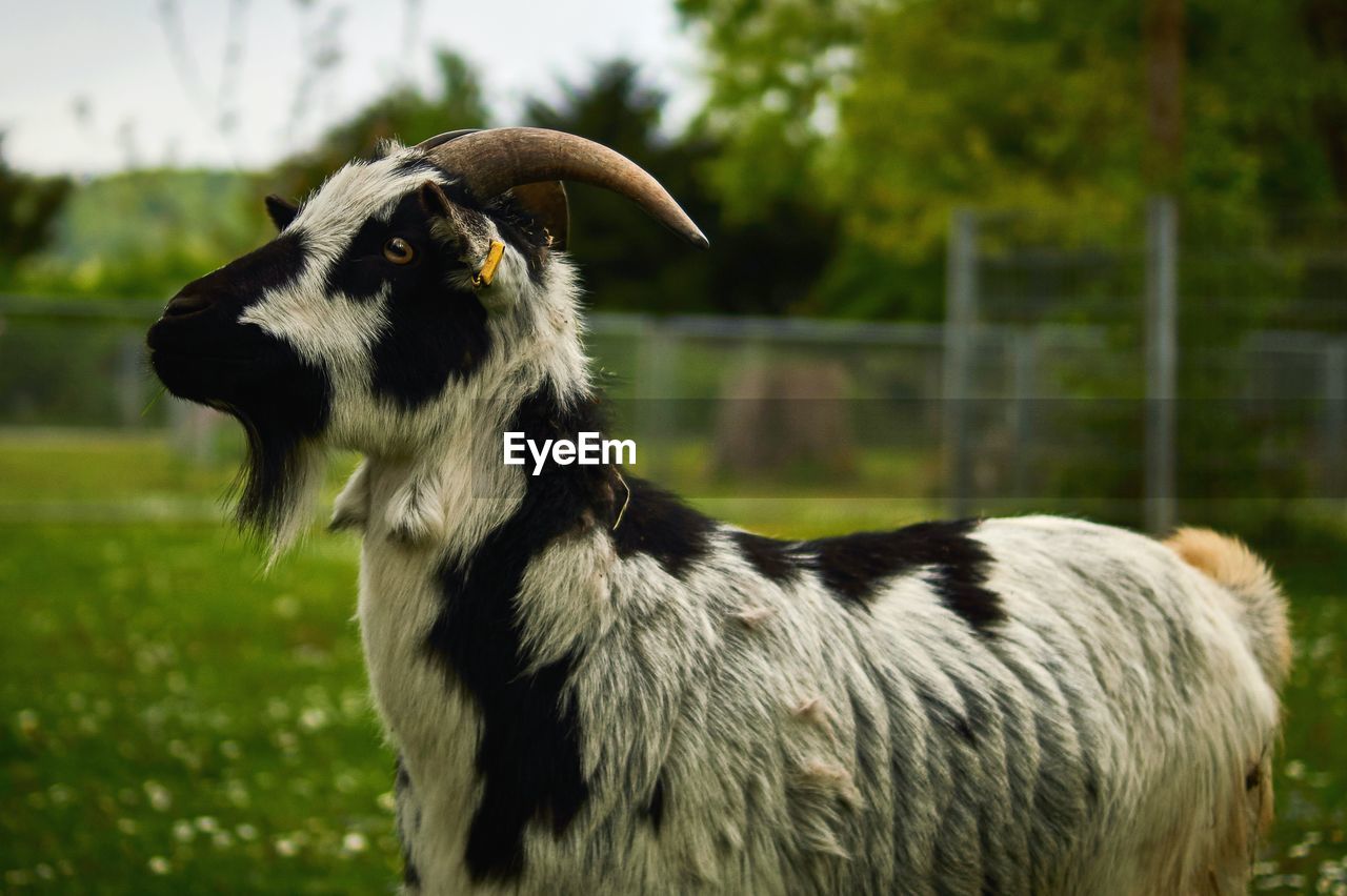 Close-up of goat on grass