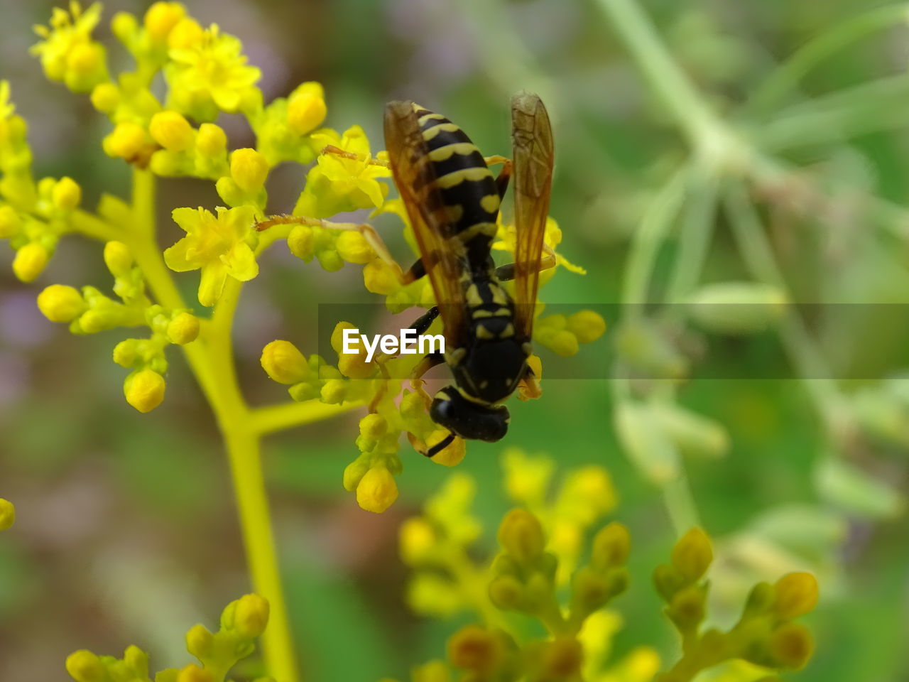 Close-up of bee pollinating on yellow flower
