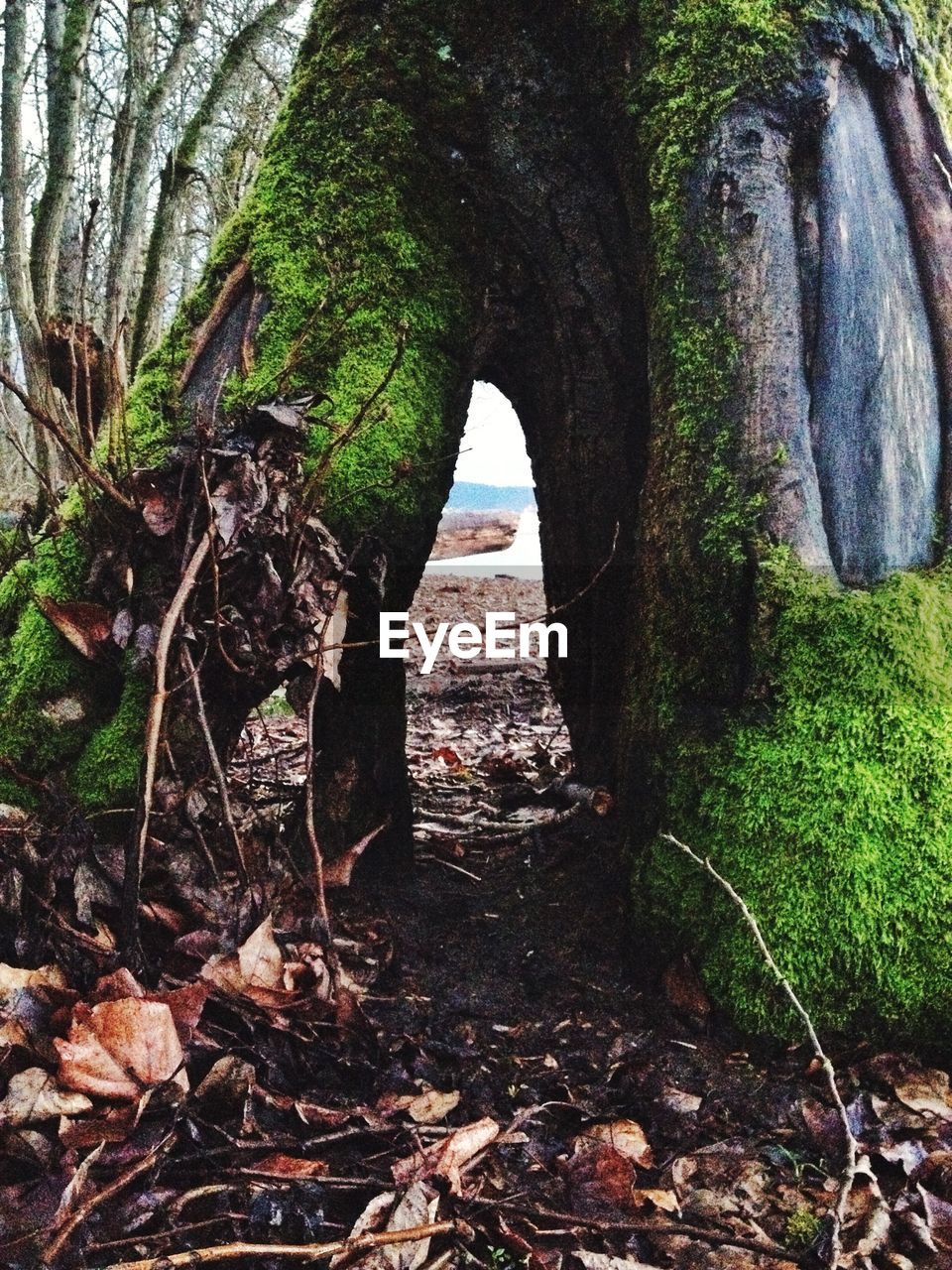 Arch in tree trunk at kelley point park