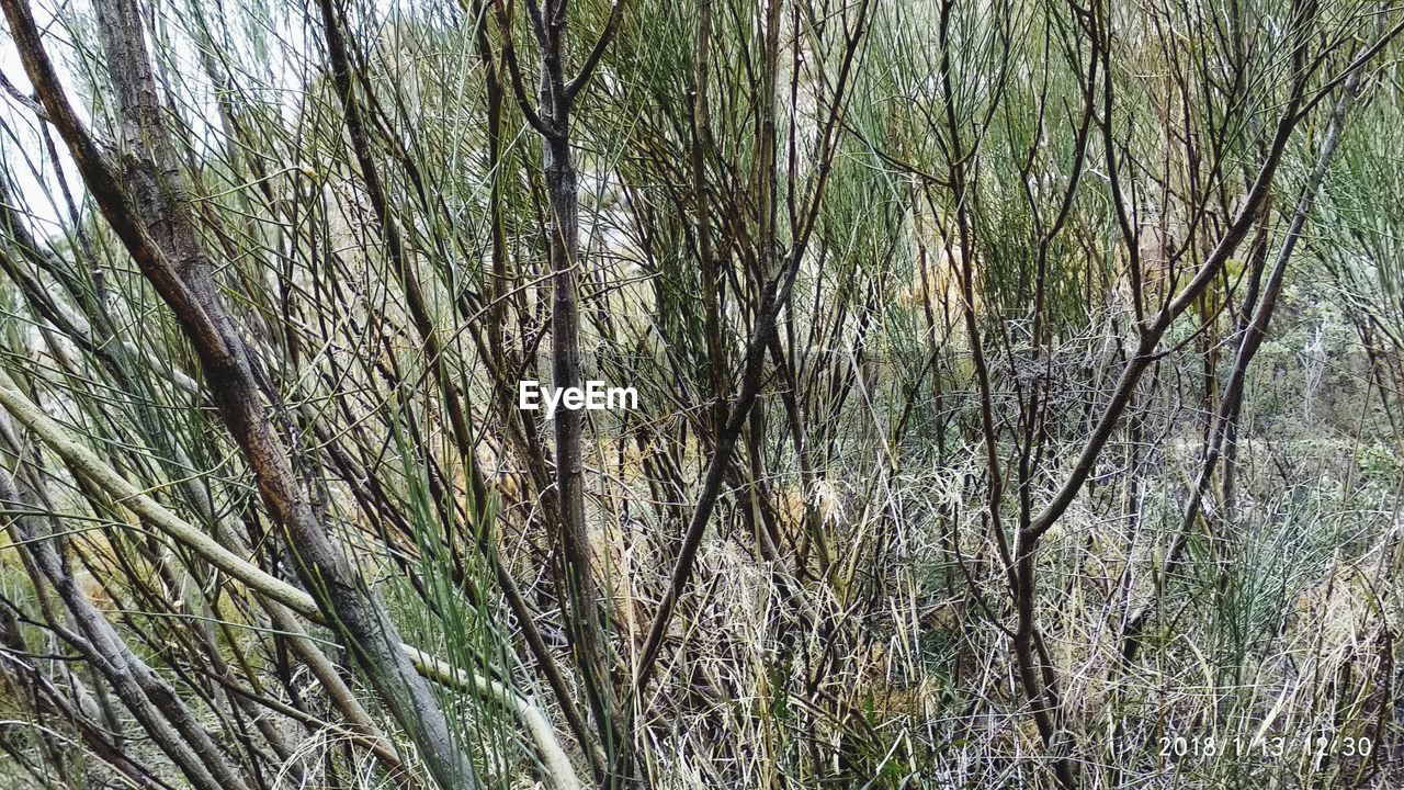 VIEW OF TREE IN FOREST