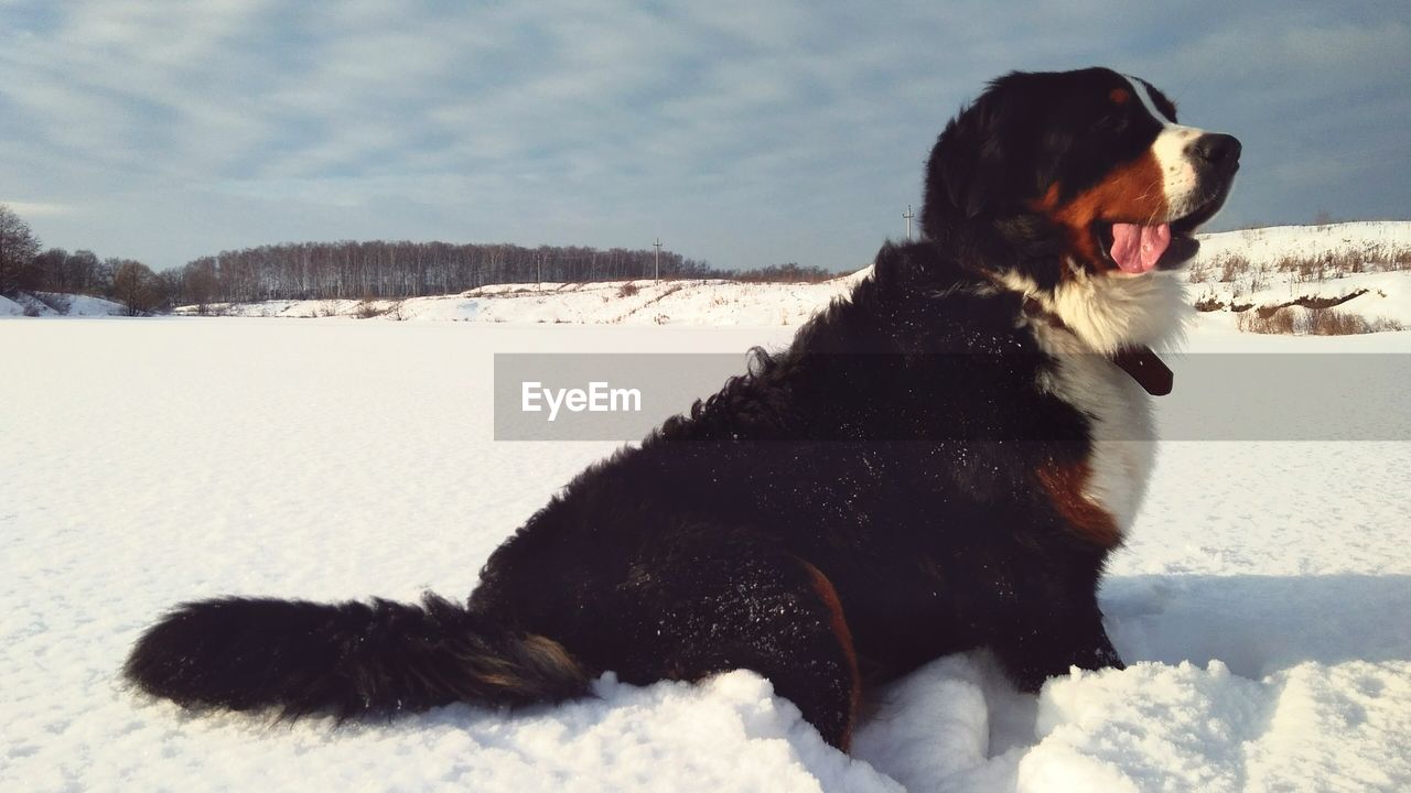 Bernese mountain dog sitting on snow covered field against sky