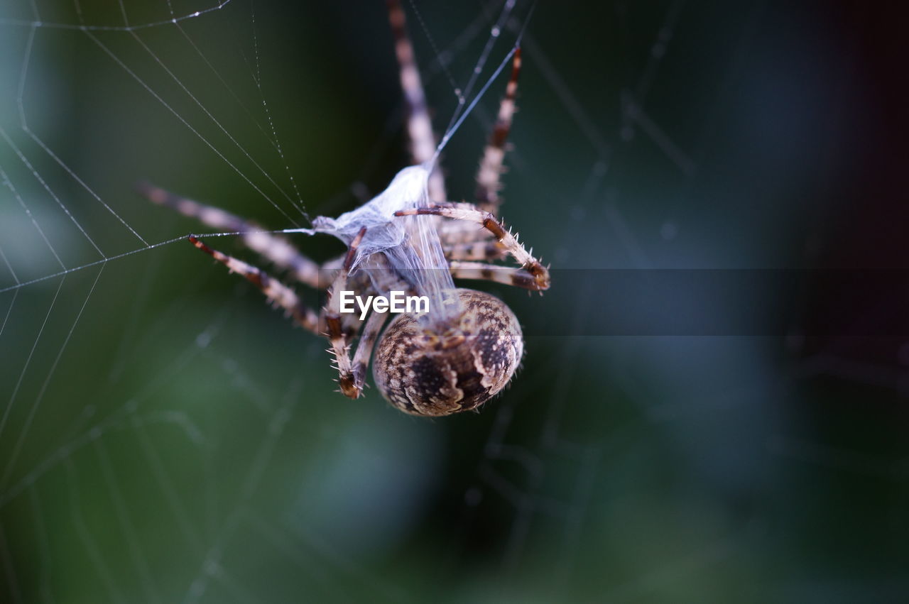 Close-up of spider weaving web