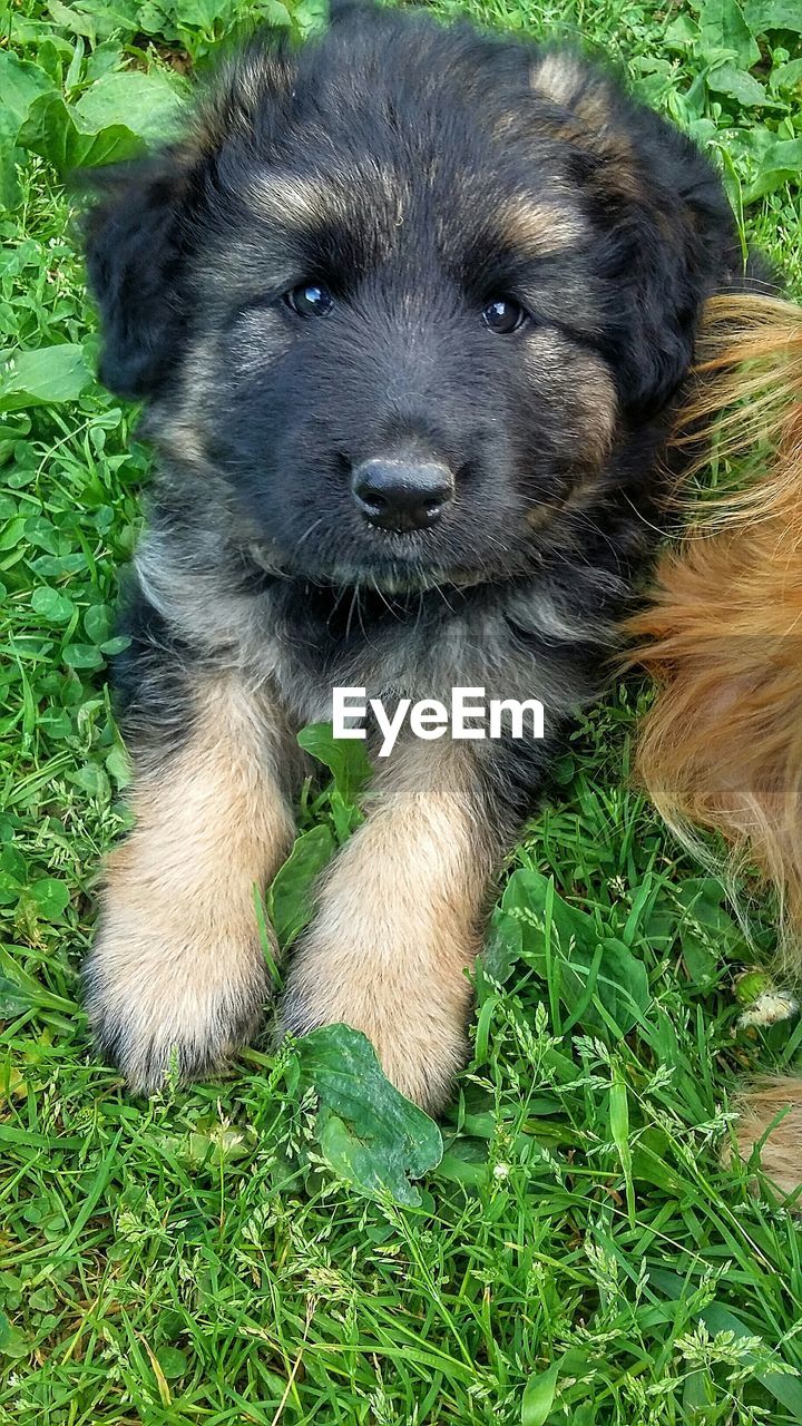 High angle view of puppy on grass