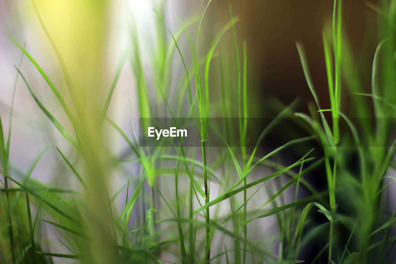 plant, grass, green, growth, nature, sweet grass, beauty in nature, no people, field, land, close-up, flower, blade of grass, plant part, leaf, agriculture, environment, outdoors, freshness, selective focus, hierochloe, landscape, macro photography, grass family, cereal plant, summer, food, plant stem, backgrounds, crop, day, wheatgrass