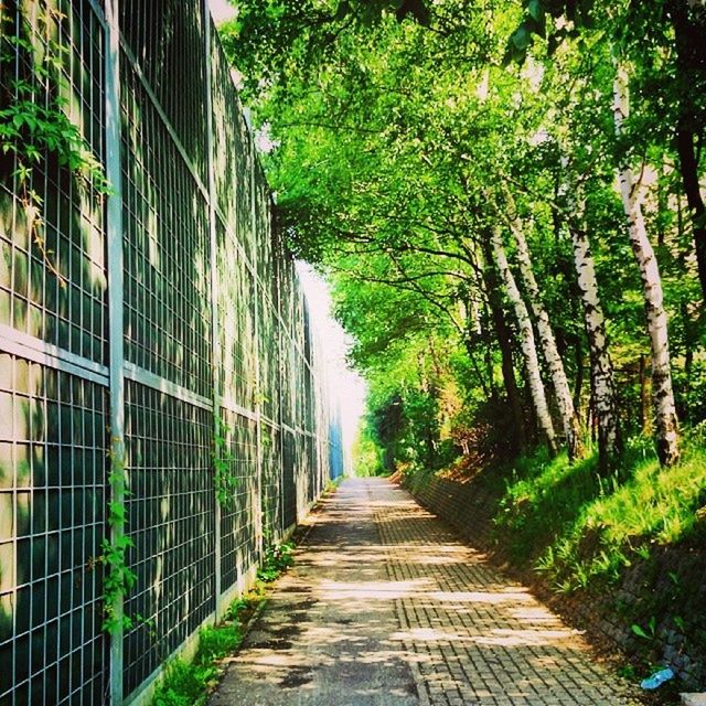 NARROW WALKWAY IN PARK