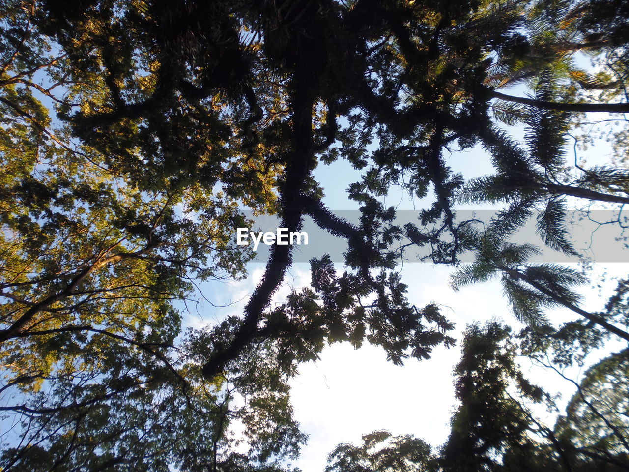 LOW ANGLE VIEW OF TREE AGAINST SKY