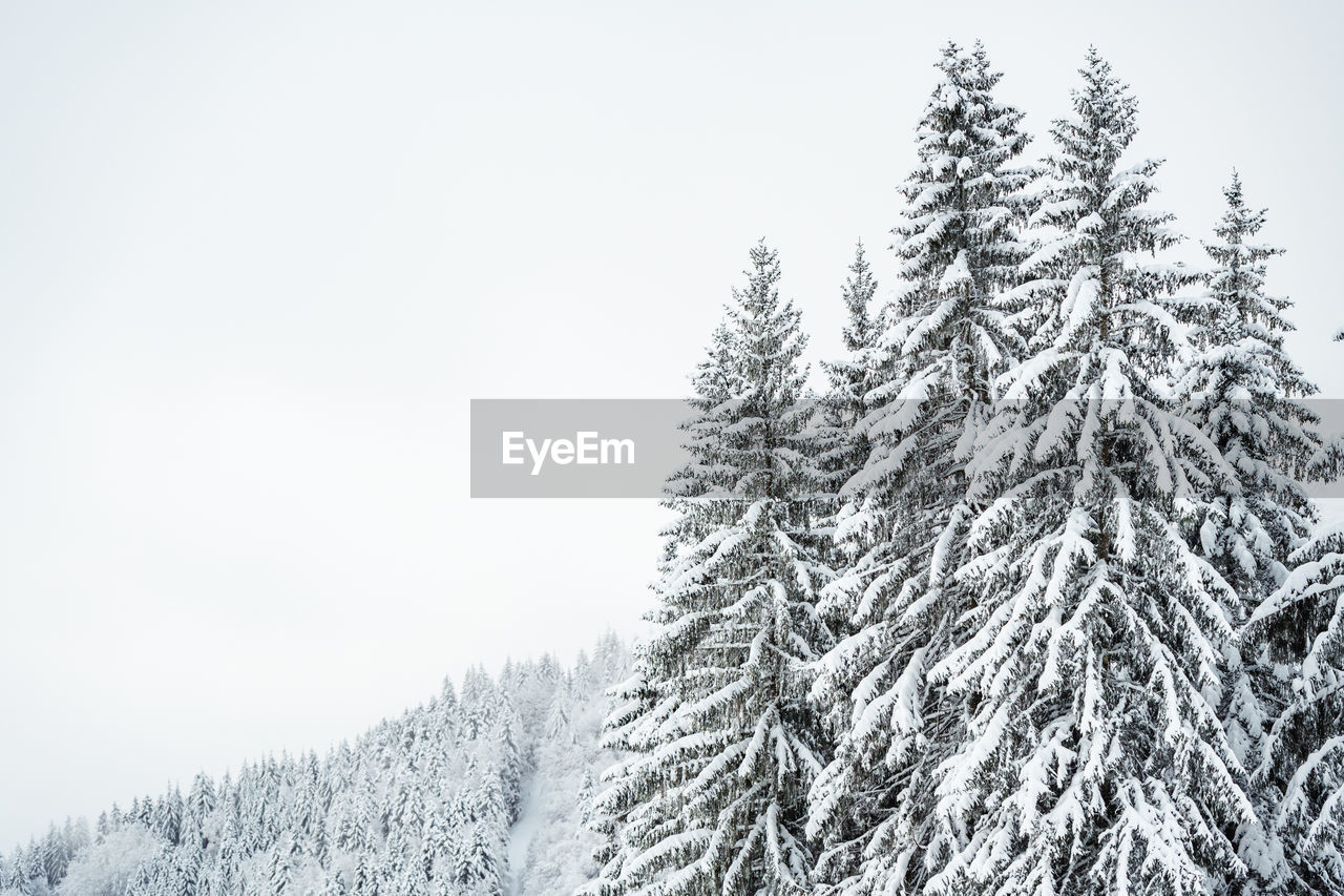 Pine tree against sky during winter