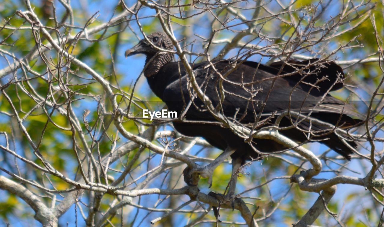 LOW ANGLE VIEW OF BIRD ON BRANCH