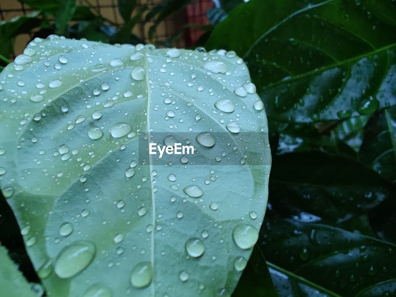 CLOSE-UP OF WATER DROPS ON LEAVES