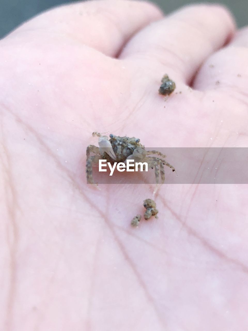 CLOSE-UP OF INSECT ON HAND HOLDING LEAF