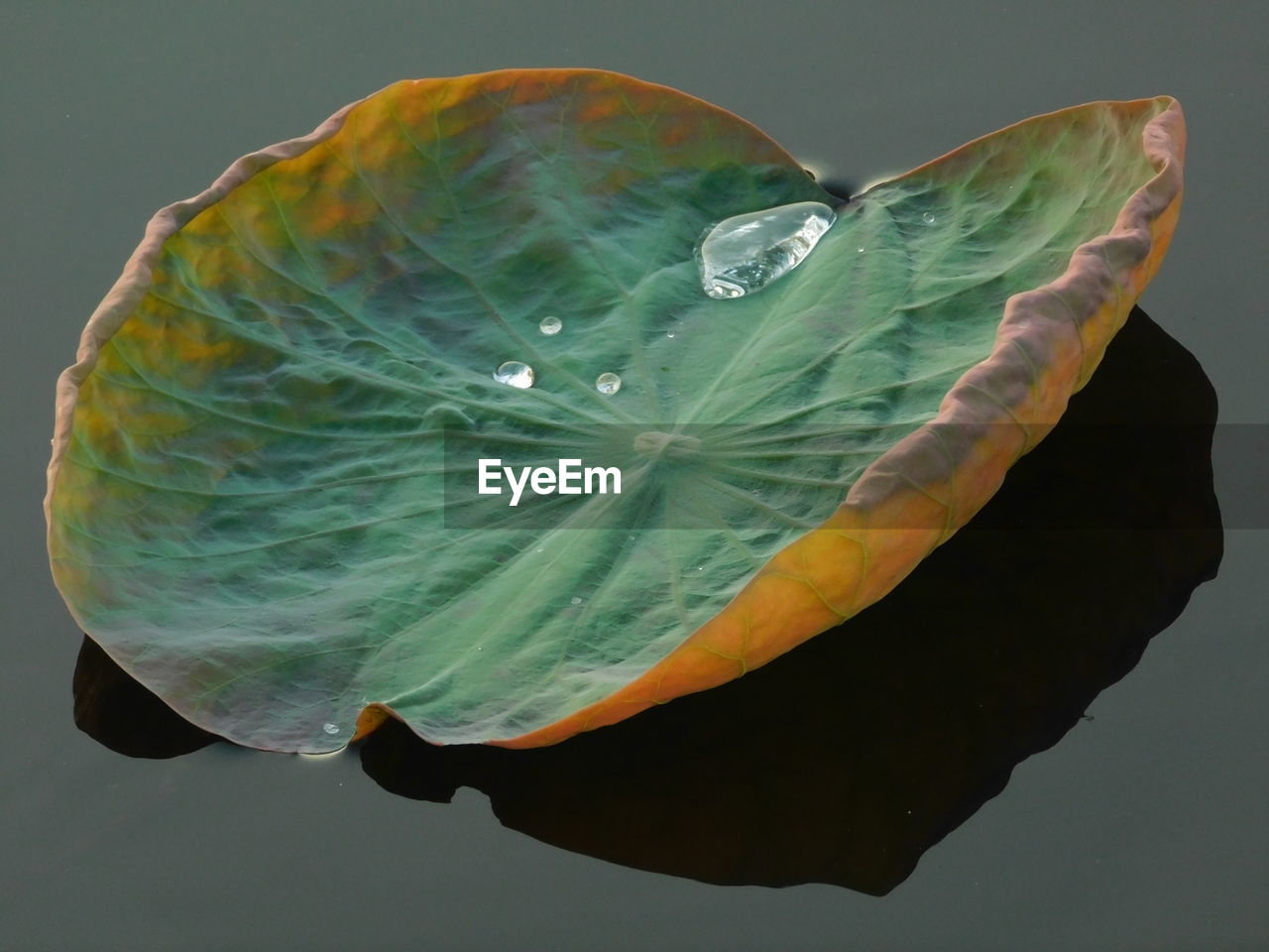 CLOSE-UP OF WATER DROPS ON LEAF AGAINST BLACK BACKGROUND