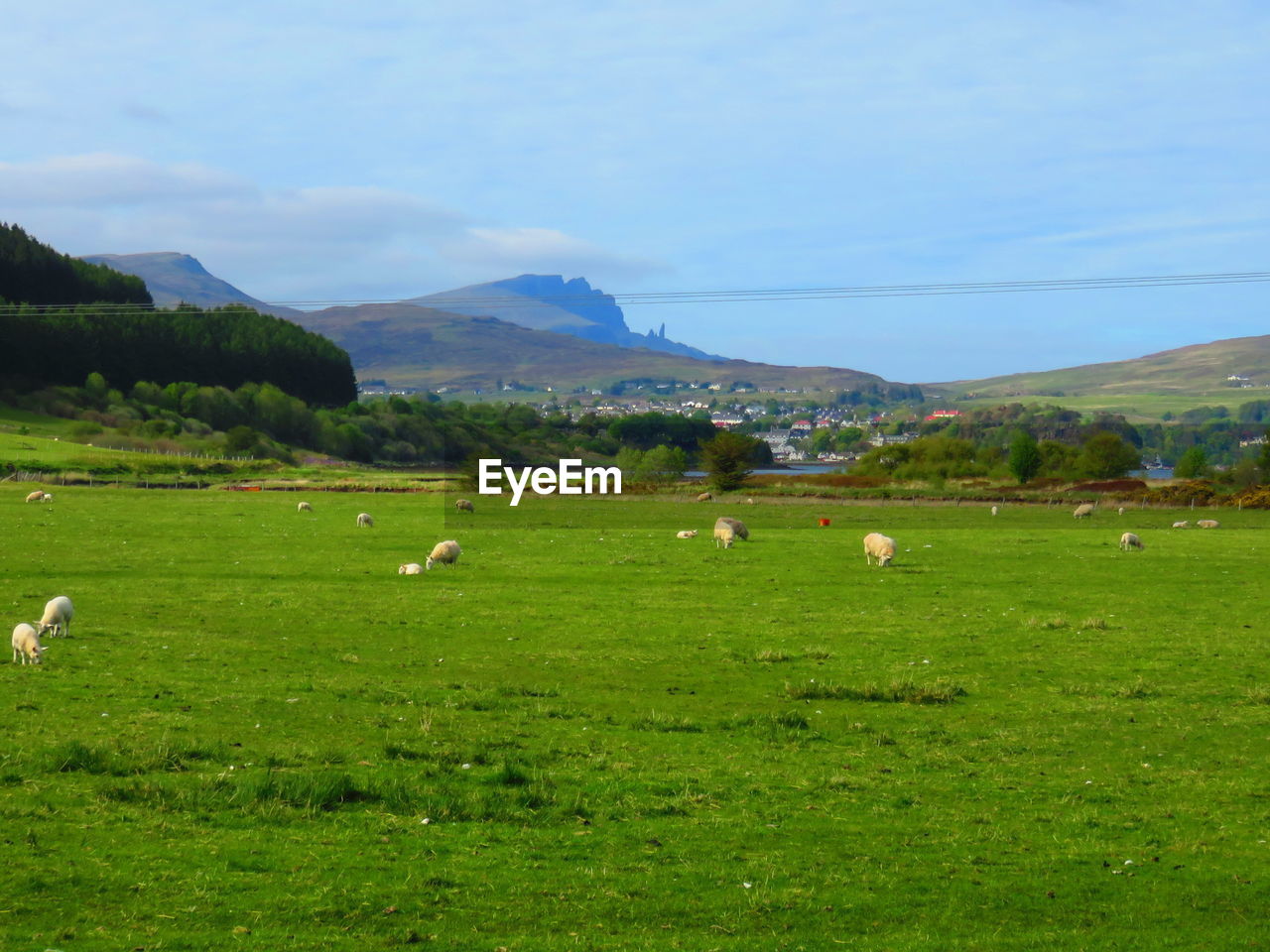 SCENIC VIEW OF GRASSY FIELD AGAINST SKY