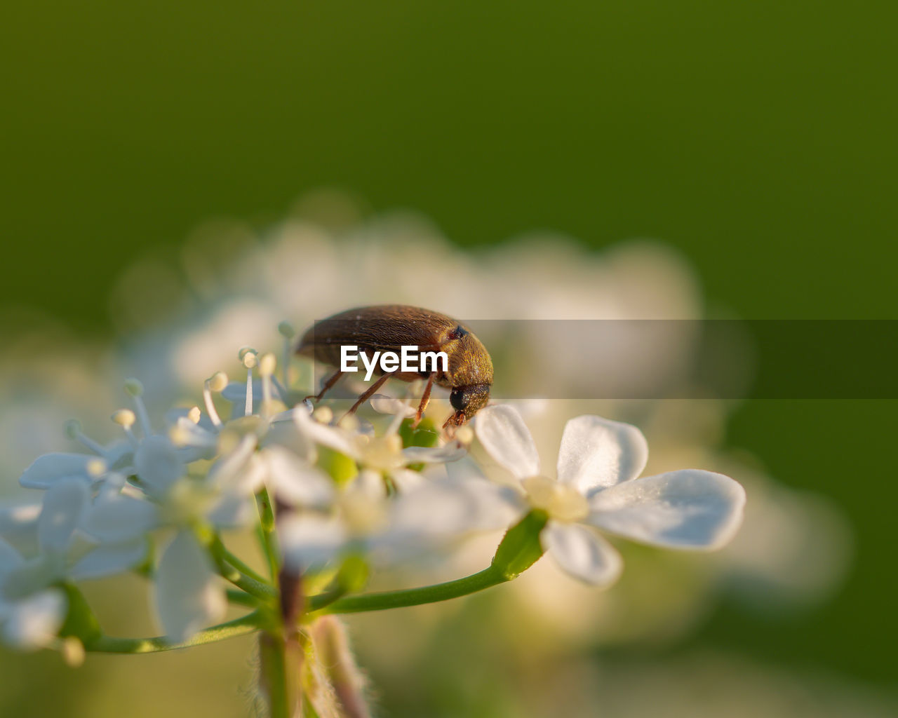 CLOSE-UP OF HONEY BEE ON FLOWER