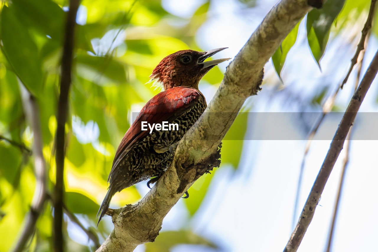 CLOSE-UP OF BIRD PERCHING ON A PLANT