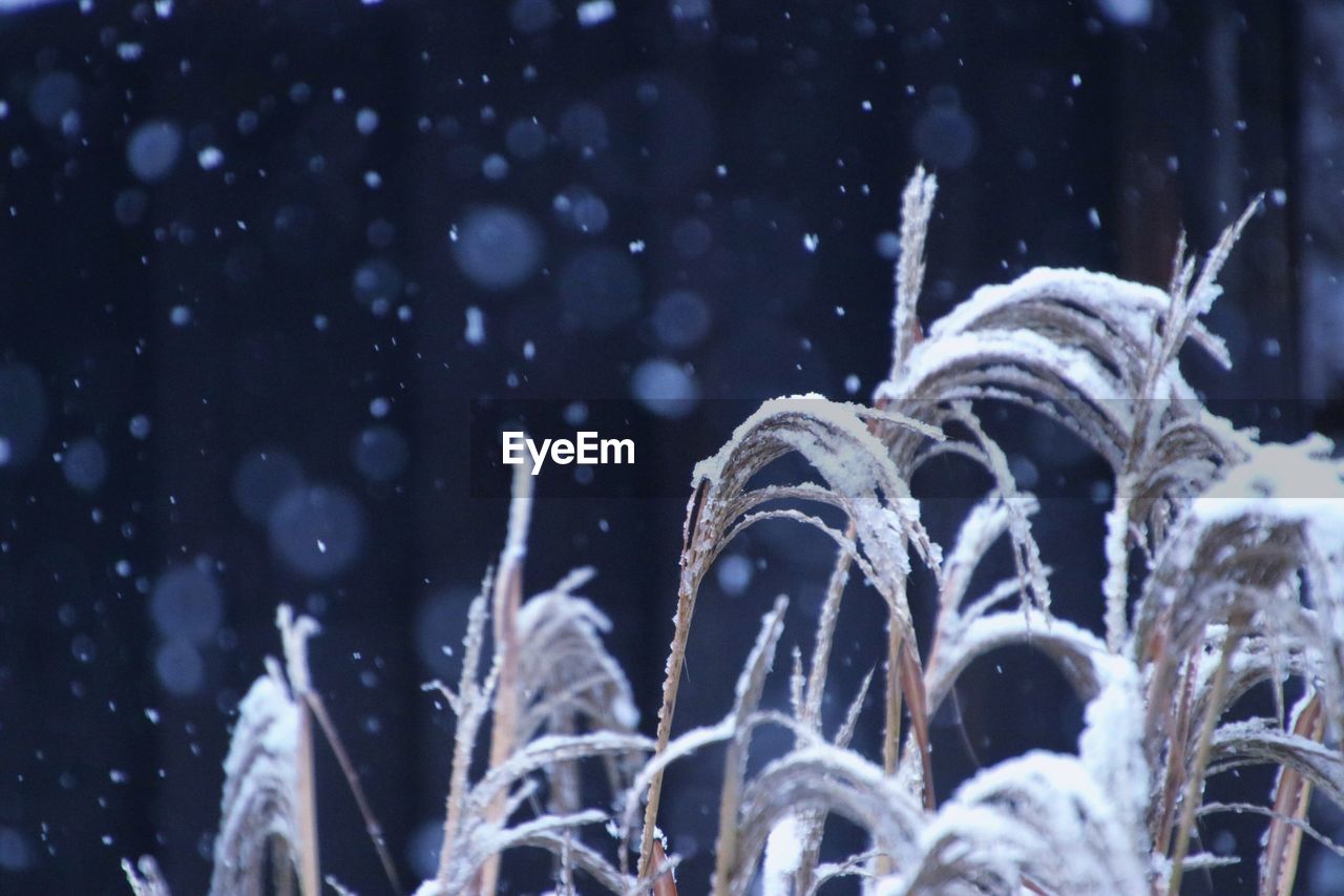Close-up of frozen plants