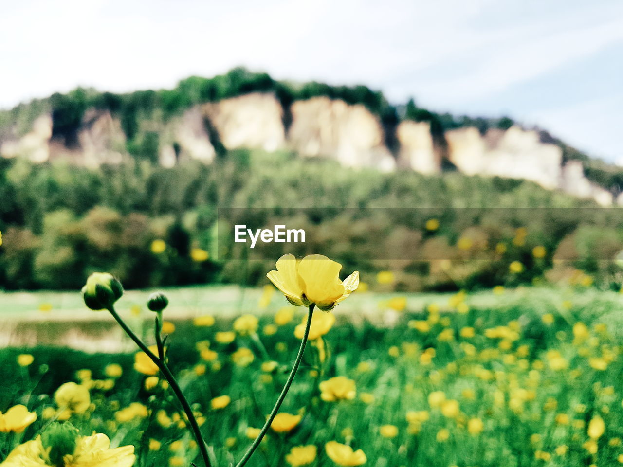 Close-up of yellow flowers blooming on field
