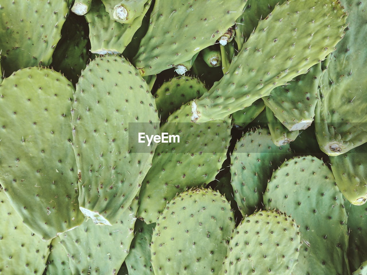 Full frame shot of prickly pear cactus