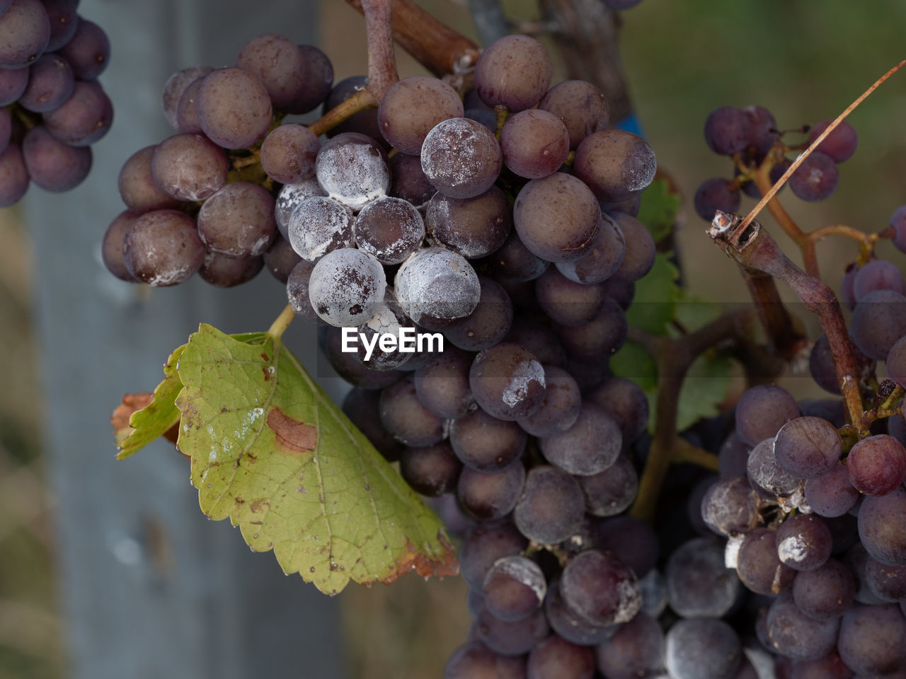 Close-up of grapes growing in vineyard