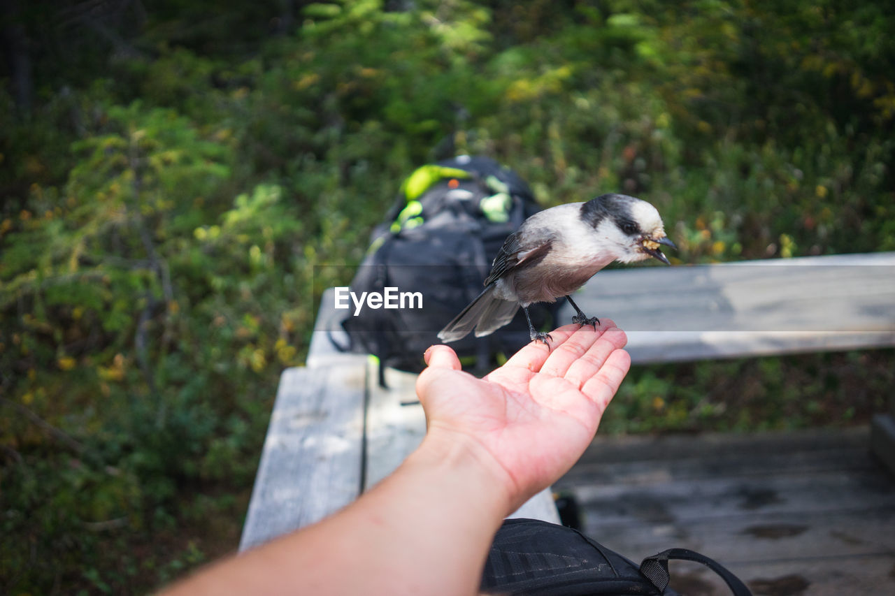 Cropped image of hand holding grey jay