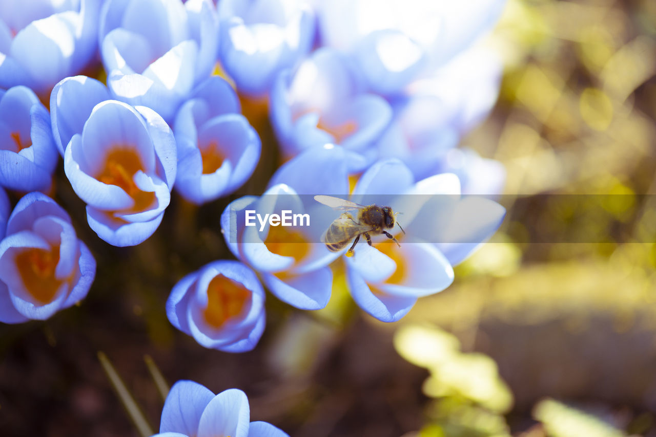 CLOSE-UP OF HONEY BEE POLLINATING ON PURPLE FLOWER