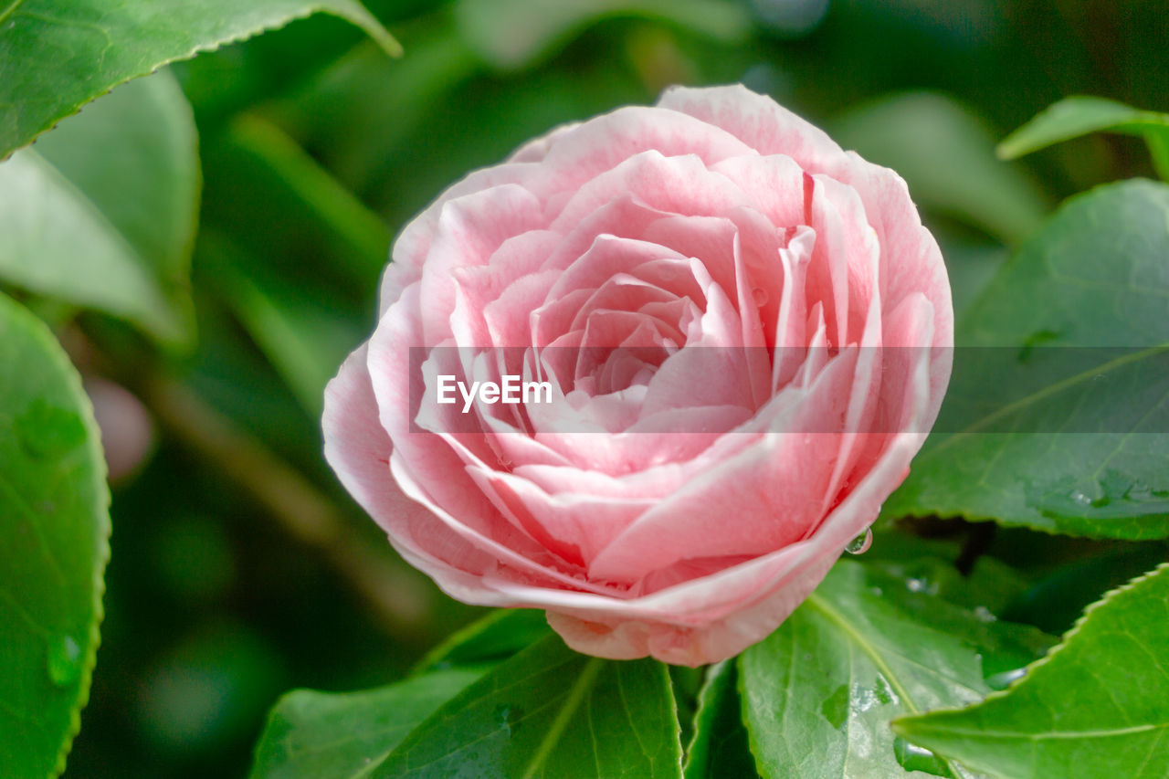 Close-up of a flowering pink camellia bonomiana  with little drops. pink  camellia japonica flower.