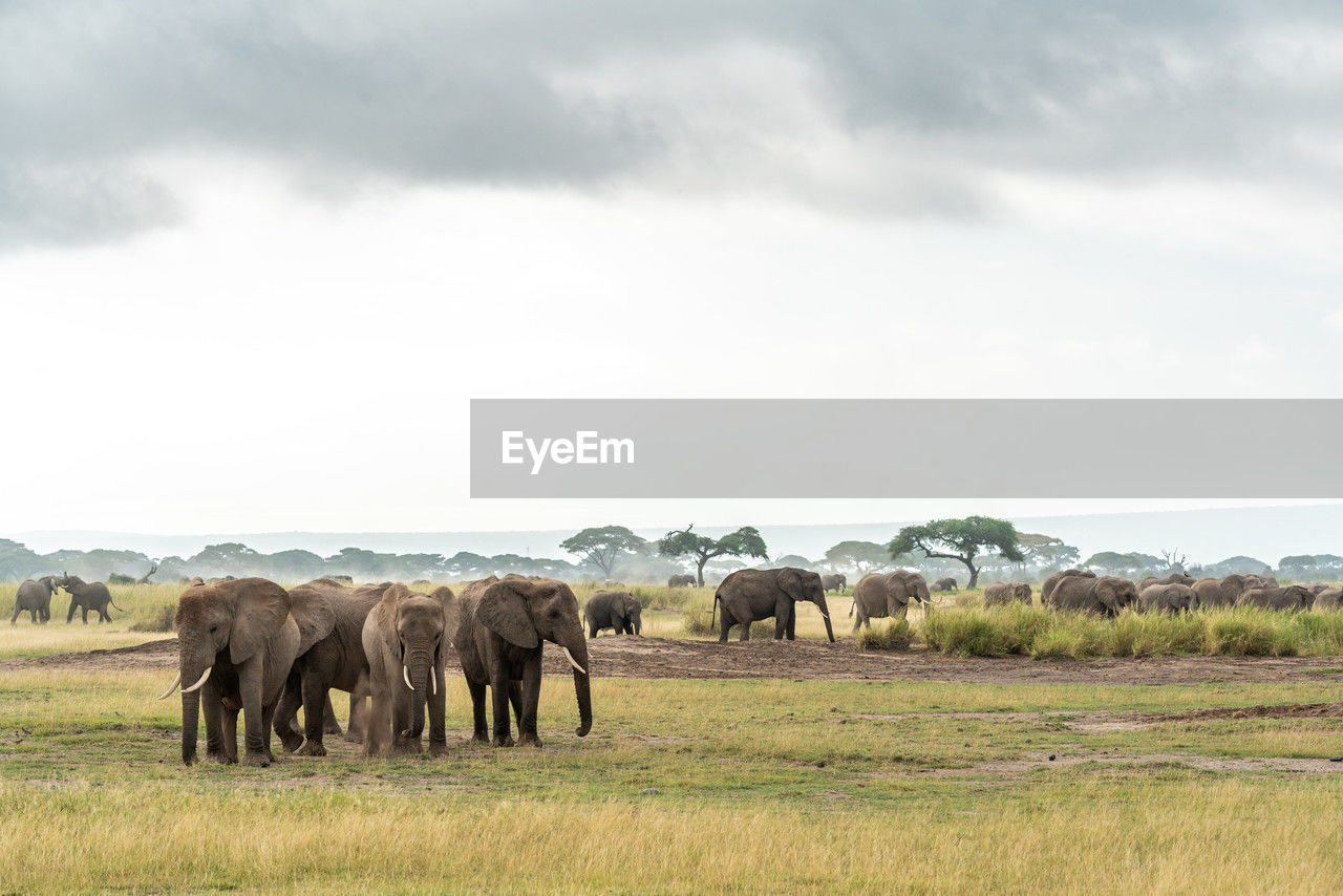 elephants standing on field against sky