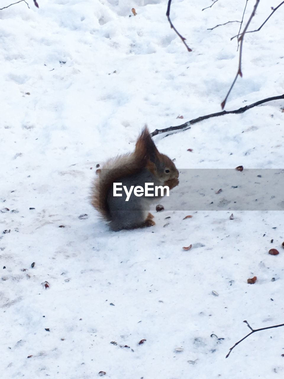 HIGH ANGLE VIEW OF SQUIRREL ON SNOW COVERED LANDSCAPE