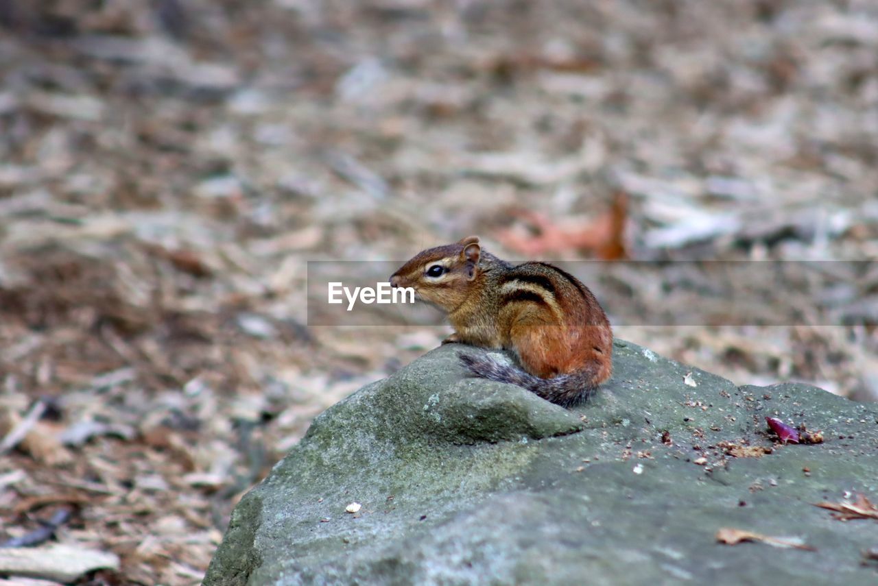 animal themes, animal, animal wildlife, nature, one animal, wildlife, squirrel, chipmunk, close-up, rodent, no people, day, rock, bird, macro photography, outdoors, land, focus on foreground, selective focus, leaf