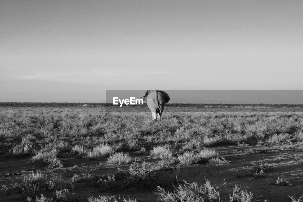 Elephant walking on field against sky