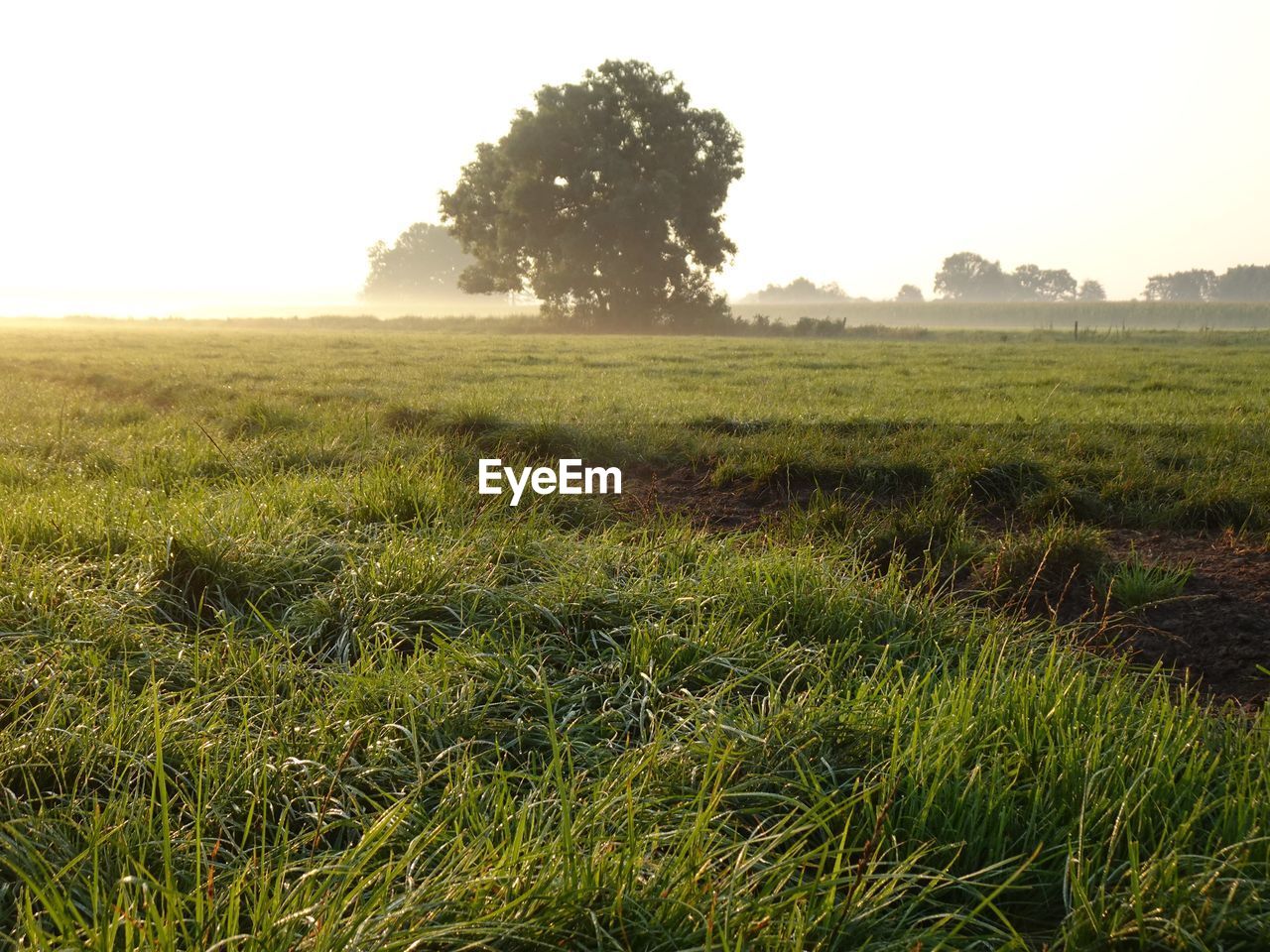 SCENIC VIEW OF GRASSY FIELD AGAINST SKY