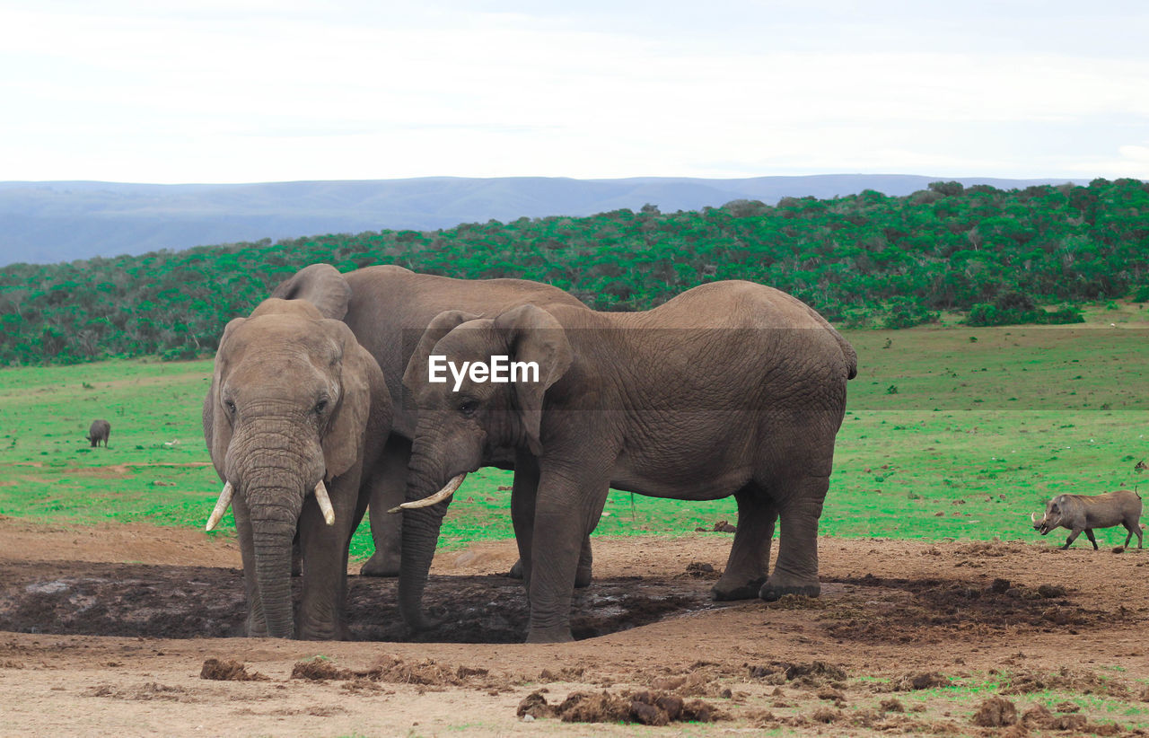 African elephants in south africa, elephants of south africa