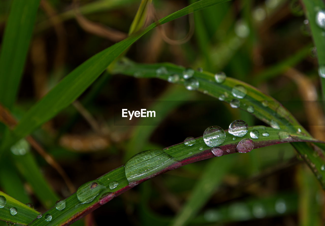 CLOSE-UP OF WATER DROPS ON PLANT